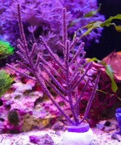 WysiwygXL Photosynethic Gorgonian #3
