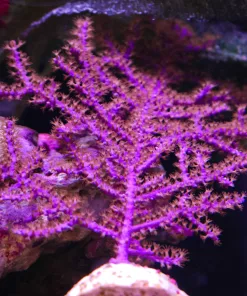 WysiwygLL Photosynethic Gorgonian #5
