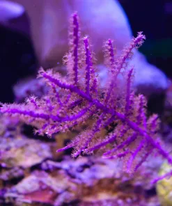 Wysiwyg Photosynethic Gorgonian #6