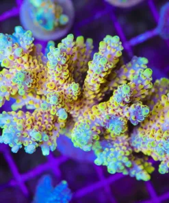 Incredible new acro shipment arrive - click me for photos