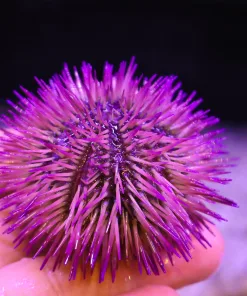 Wysiwyg Large Pin Cushion Urchin Row1B2