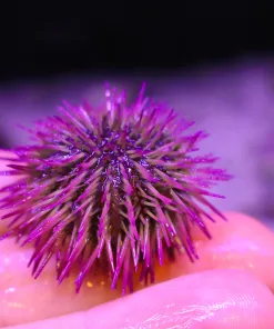 Nano Pin Cushion Urchin Row1-B4 | Max 1 Per Order Thanks!