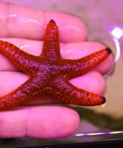 Wysiwyg Fromia Starfish  Row4- B2 | (easy to keep)