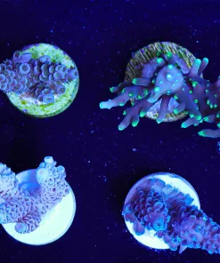 Wyswiyg Small Acro Frag FP1 | Max 1 Frag Pack Per order