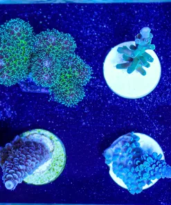 Wyswiyg 7 Piece Small Acro Frag Pack FP2 | Max 1 Frag Pack Per order