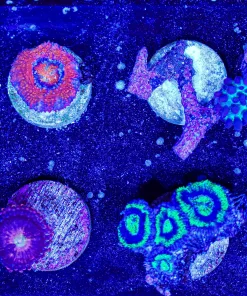 Wyswiyg Small Frag Pack FP3 | Max 1 Frag Pack Per order