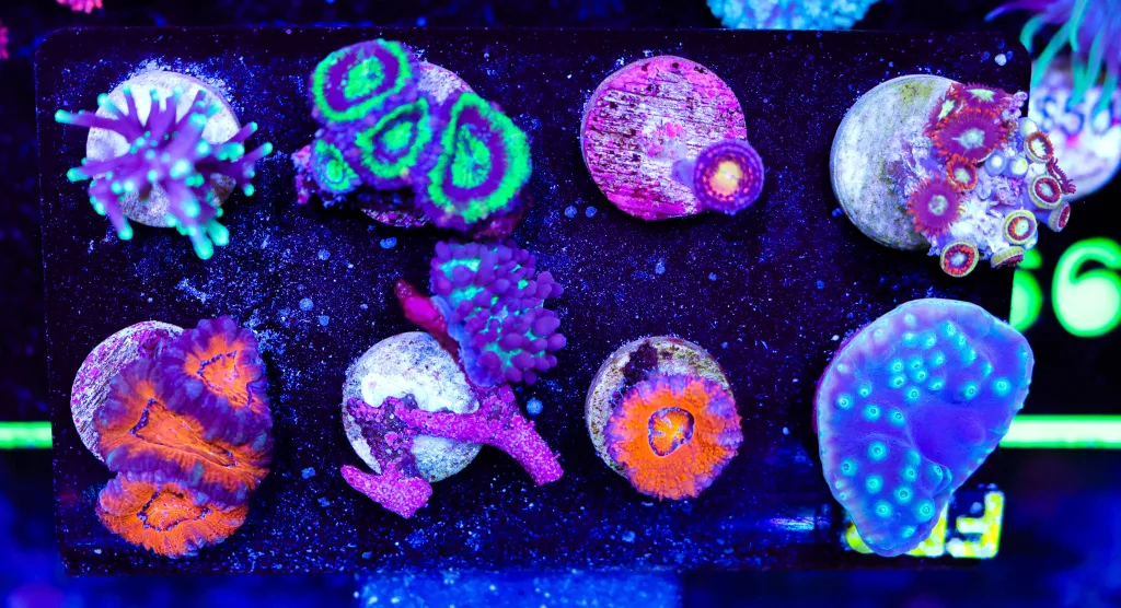 Frag Box Corals