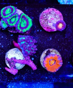 8 Piece Frag Pack (FP1)