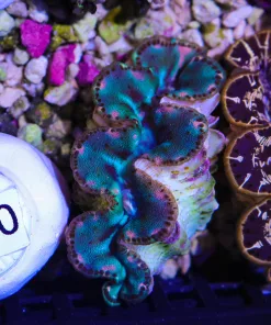 Wsiwyg Small Ultra Maxima Clam #1