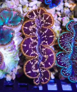 Wsiwyg Small Ultra Maxima Clam #2