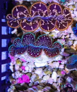 Wsiwyg Small Ultra Maxima Clam #3