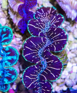 Wsiwyg Small Ultra Maxima Clam #5