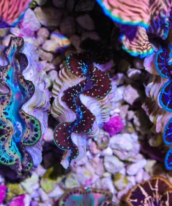 Wysiwyg Small Maxima Clam #2