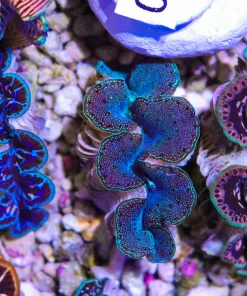Wysiwyg Small Maxima Clam #4