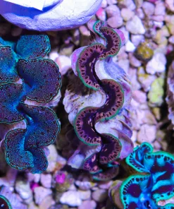 Wysiwyg Small Maxima Clam #5