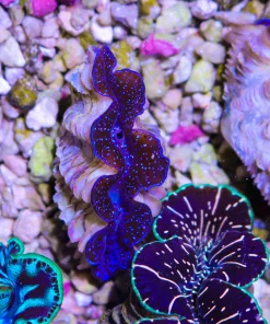 Wysiwyg Small Maxima Clam #6