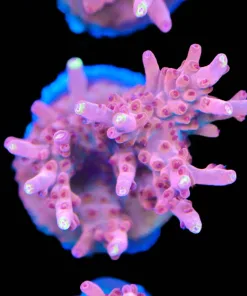 Top Shelf Aquatics Red Robyn | Massive Frag (A11)