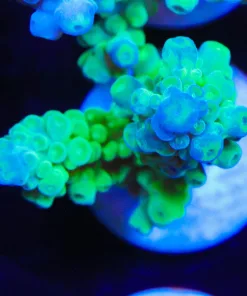 Green Gorilla Acopora Frag (A17:B)