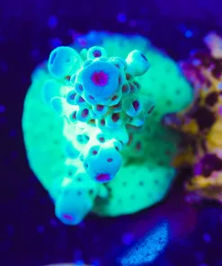 Major Lazer | Acropora Sarmentosa | Rare (A17:C)
