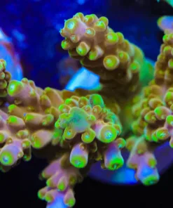 Massive Golden Budhe Frag (A18:B)