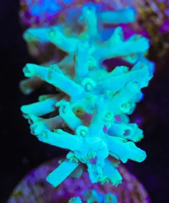 Teal Enchinata Frag (A1:C)