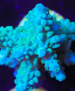 Northern Lights Frag (A20:C)