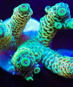 Yellow Raptor Millepora Frag (A21:B)