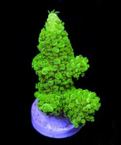 Bali Green Slimer Frag (A22)
