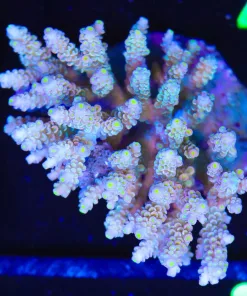 Wysiwyg Acropora Tenuis Colony (A27)