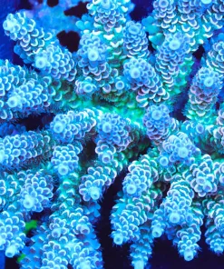 Wysiwyg X-Large Rainbow Tenuis Acropora | Pick up please or no arrive alive gaurantee (A28)