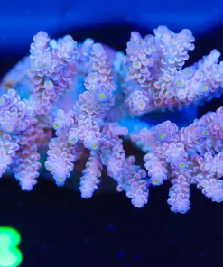Wysiwyg Acropora Tenuis Colony (A28)