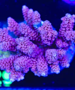 Wysiwyg Purple Acropora Secale Colony (A29)