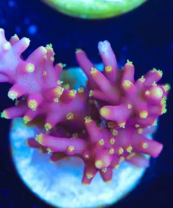 Little Red Ferrari Acropora Farg (A2:B)