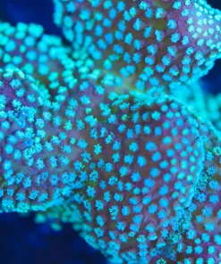 Blue Stylophora Frag Large (A2:C)
