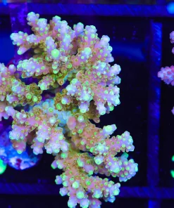 Wysiwyg Golden Acropora Colony (A30)
