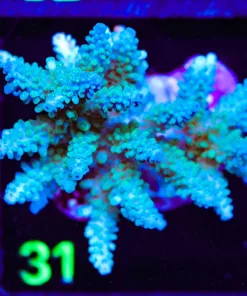 Wysiwyg Blue Acropora Colony (A31)