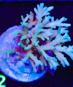 Wysiwyg Deepwater Acropora Colony (A32)