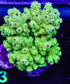 Wysiwyg Acropora Florida Colony (A33)