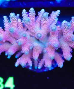 Wysiwyg Acropora Millepora Colony (A34)