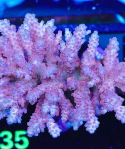 Wysiwyg Acropora XL Colony (A35)