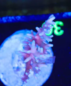 Wysiwyg Deepwater Small Acropora Colony (A36)