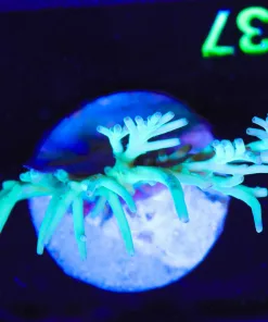 Wysiwyg Acropora Suharsonoi Colony|RARE| No Doa Guarantee / SENSITIVE (A37)