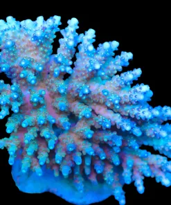 Wysiwyg Blue Acropora Efflorescens Colony | Rare (A38)