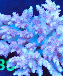 Wysiwyg Large Acropora Colony (A39)