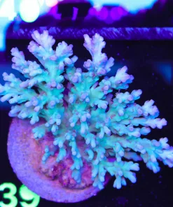 Wysiwyg Acropora Enchinata Colony (A39)