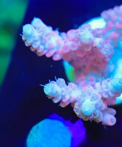 Pink Orchid Acropora Frag (A4)