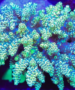 Wysiwyg Large Acropora Colony (A40)