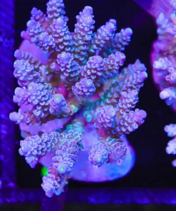 Wysiwyg Acropora Tenuis Colony (A41)