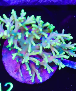 Wysiwyg Acropora Caroliniana Colony (A42)