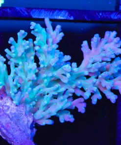 Wysiwyg Acropora Enchinata Colony (A43)